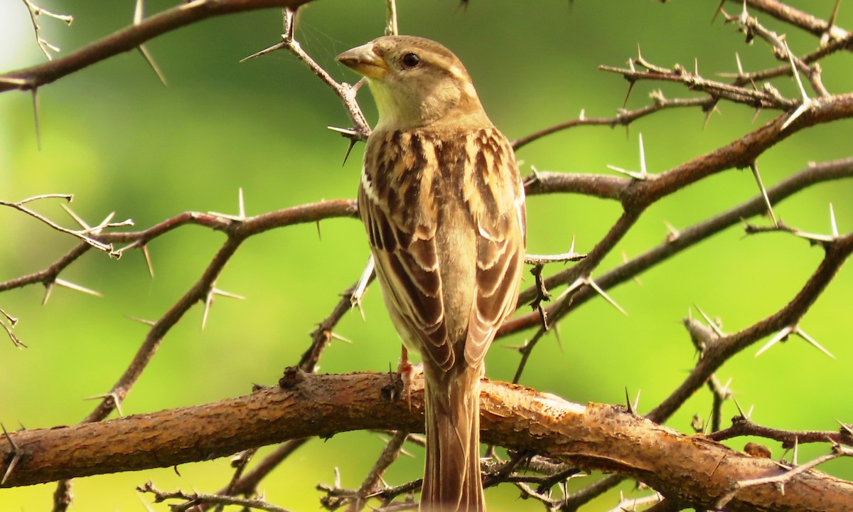 House Sparrow - ML644719304