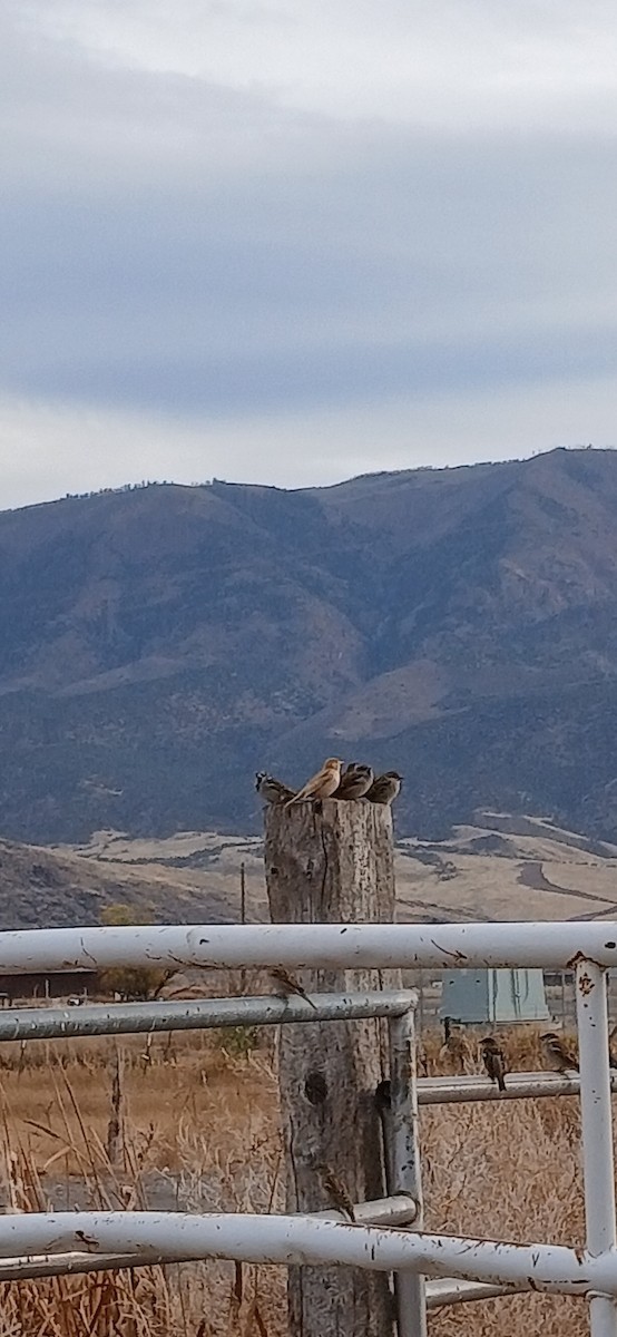 House Sparrow - ML644719305