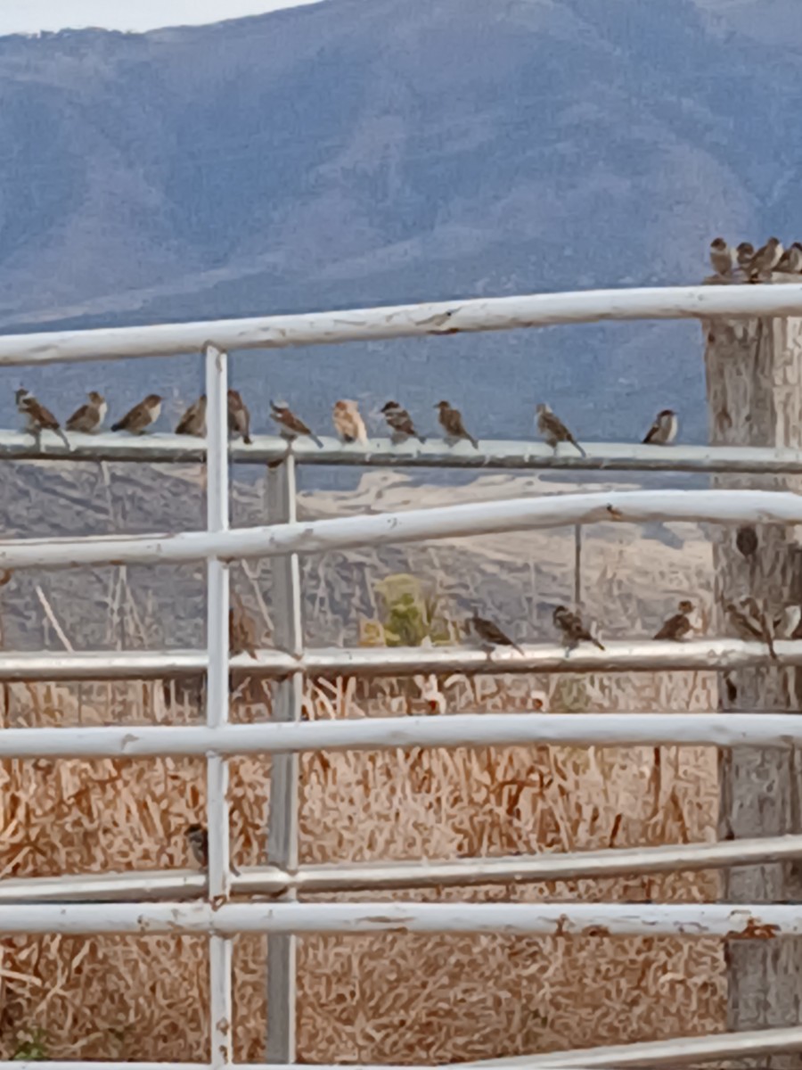 House Sparrow - ML644719309