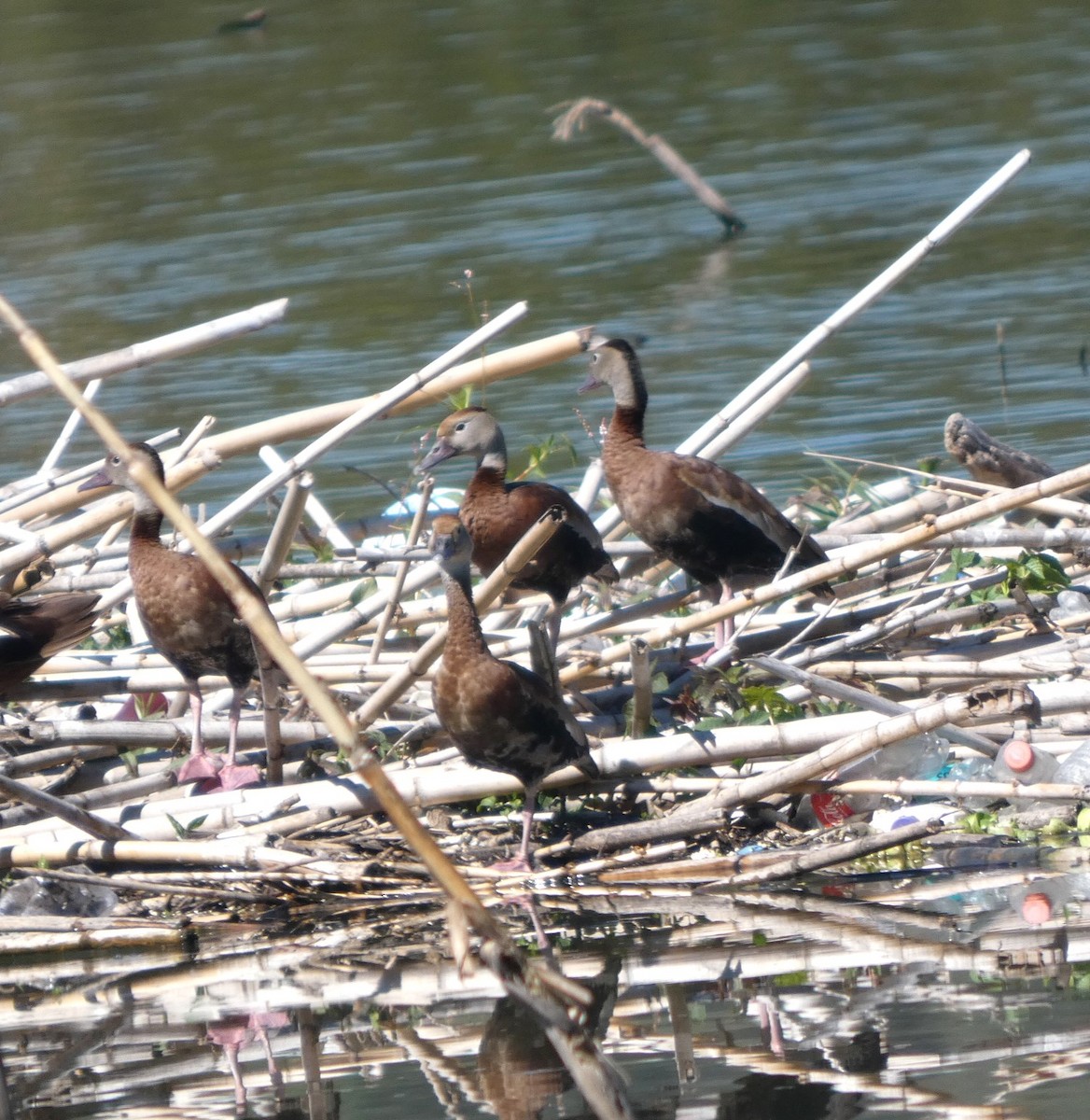 Black-bellied Whistling-Duck - ML644719310