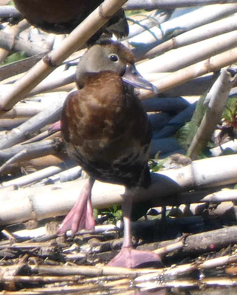 Black-bellied Whistling-Duck - ML644719314