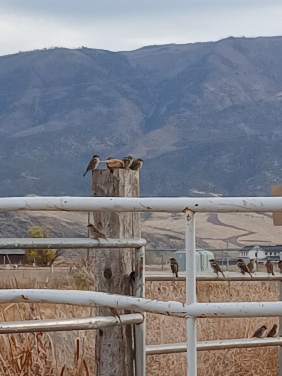 House Sparrow - ML644719315