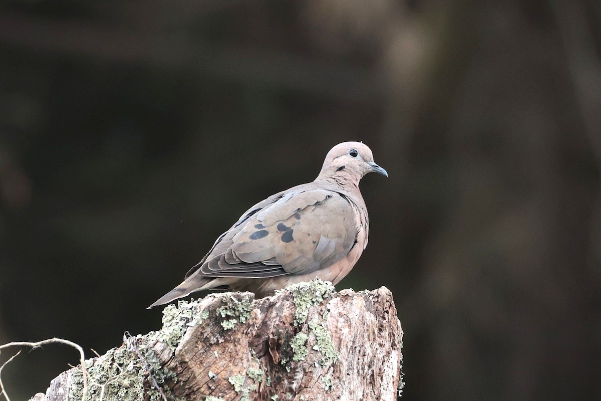 hrdlička černouchá - ML644719316