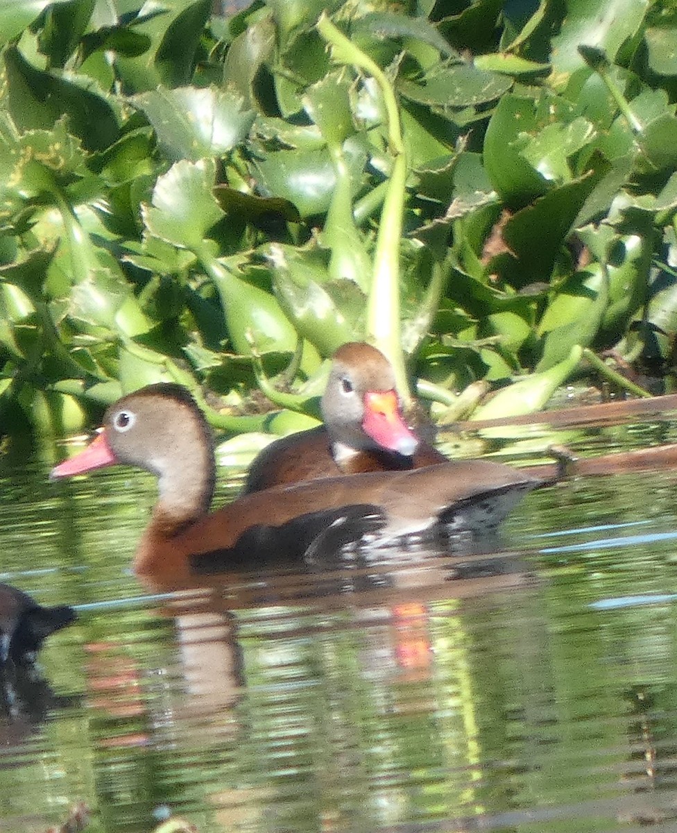 Black-bellied Whistling-Duck - ML644719331