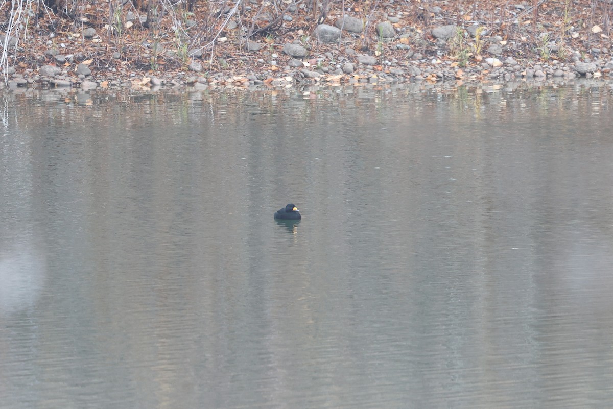 Amerika Kara Ördeği - ML644719340