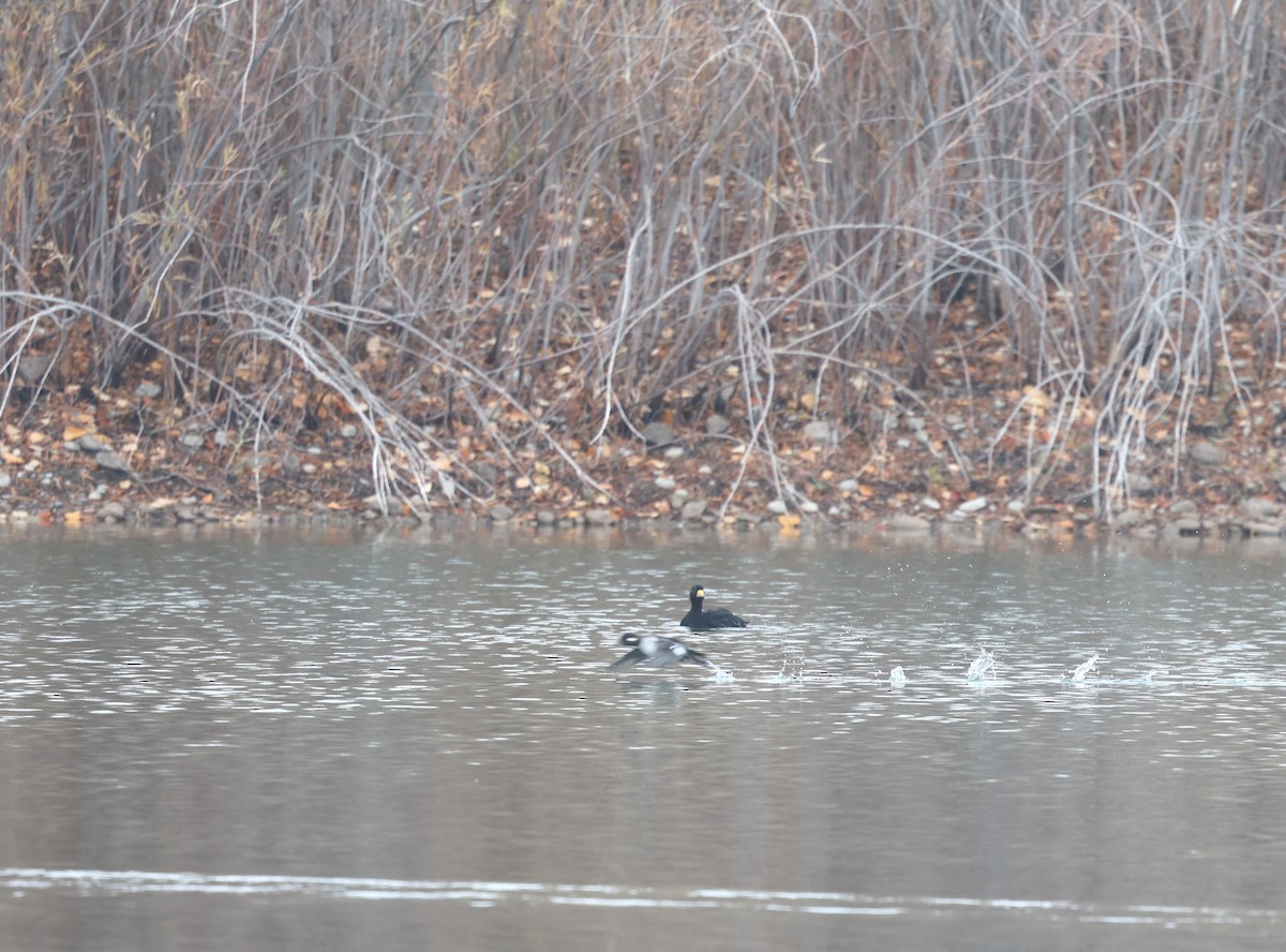 Amerika Kara Ördeği - ML644719341