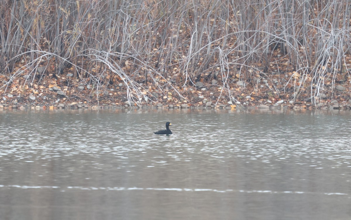 Amerika Kara Ördeği - ML644719342