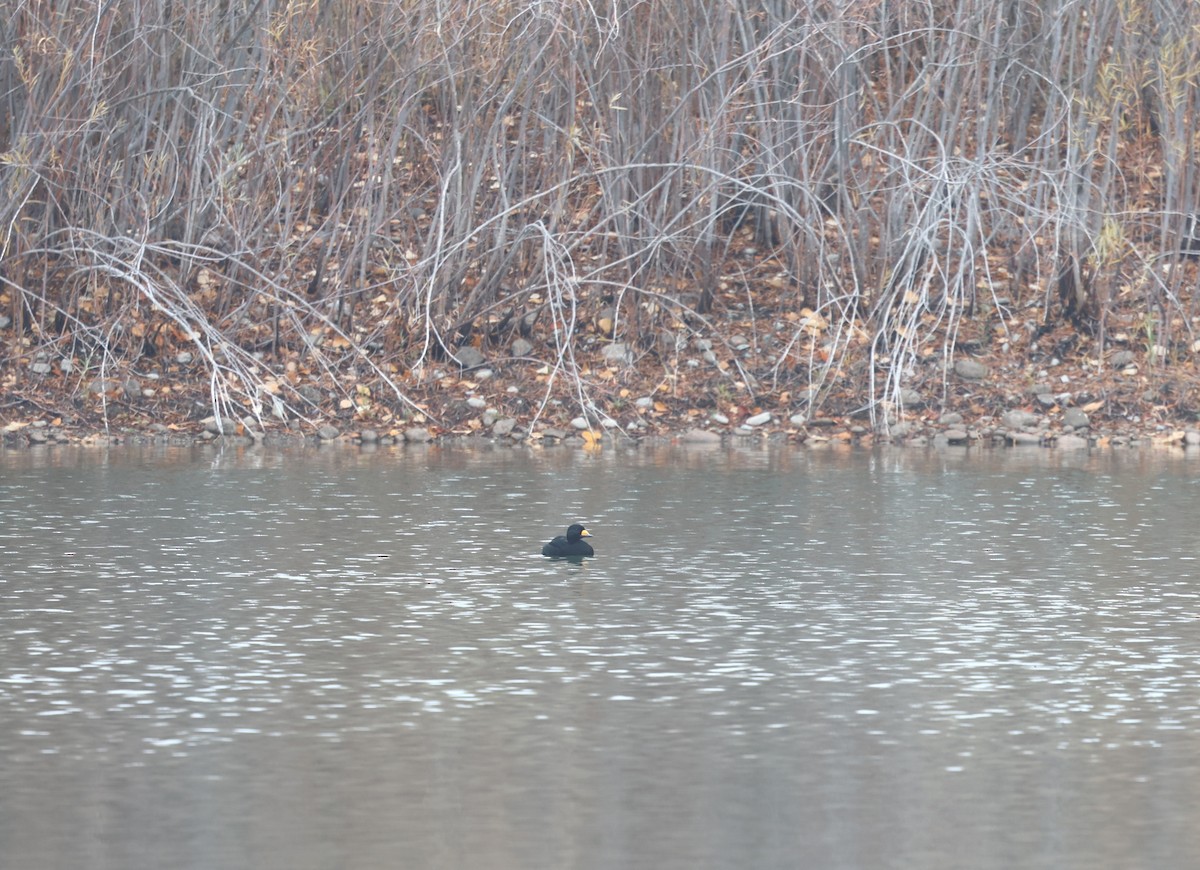 Amerika Kara Ördeği - ML644719343