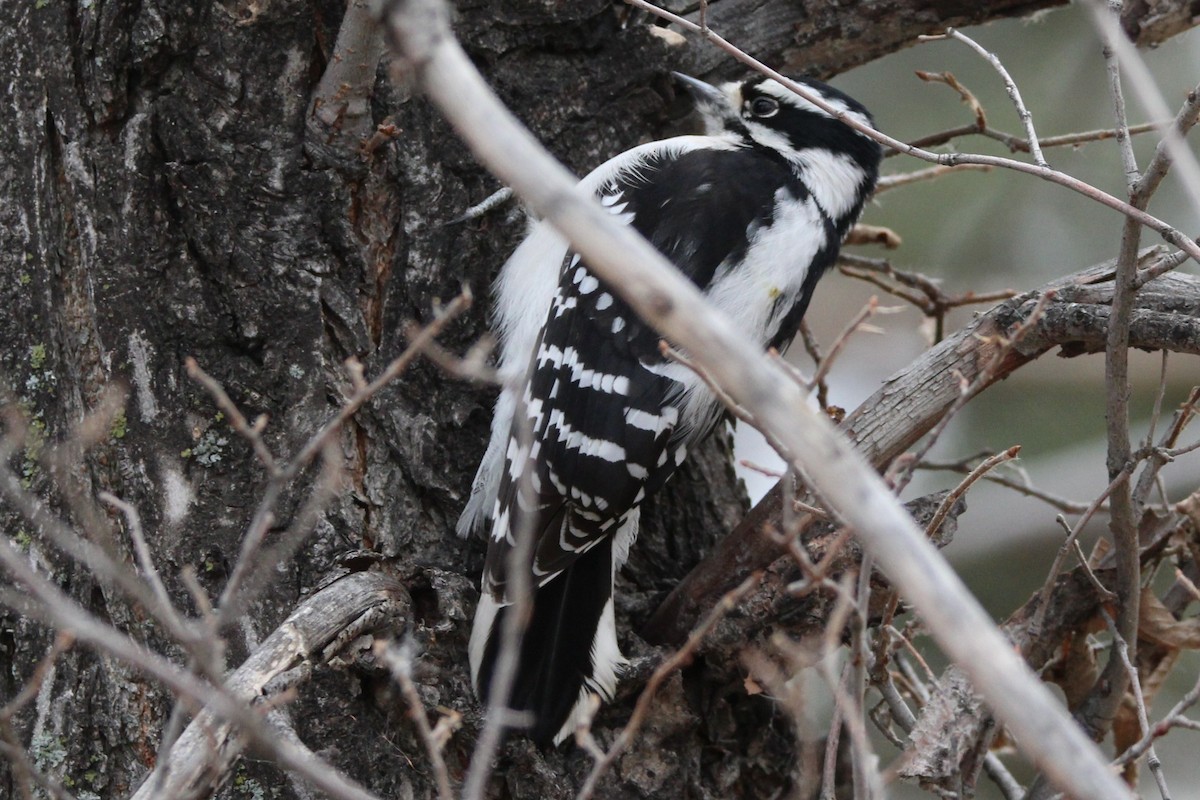 strakapoud osikový - ML644719355