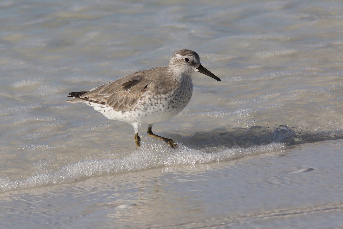 Побережник ісландський - ML644719363