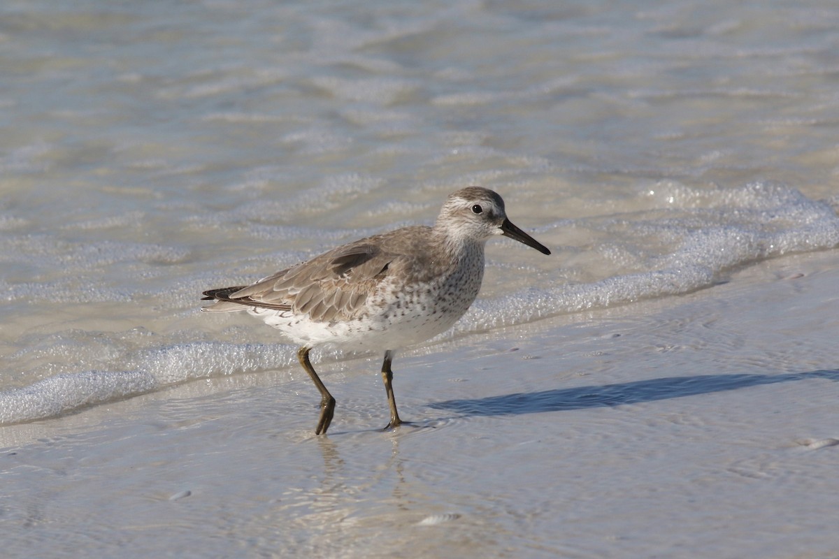 Побережник ісландський - ML644719364