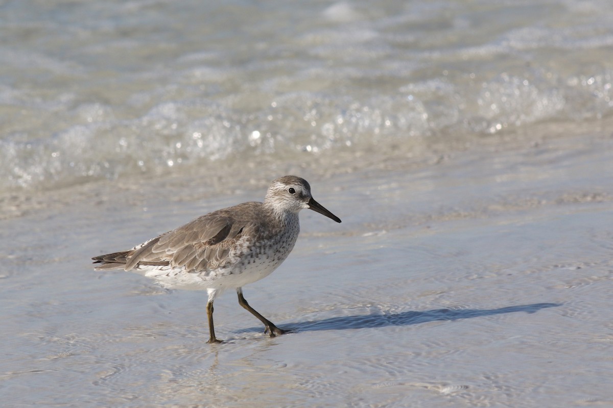 Побережник ісландський - ML644719365