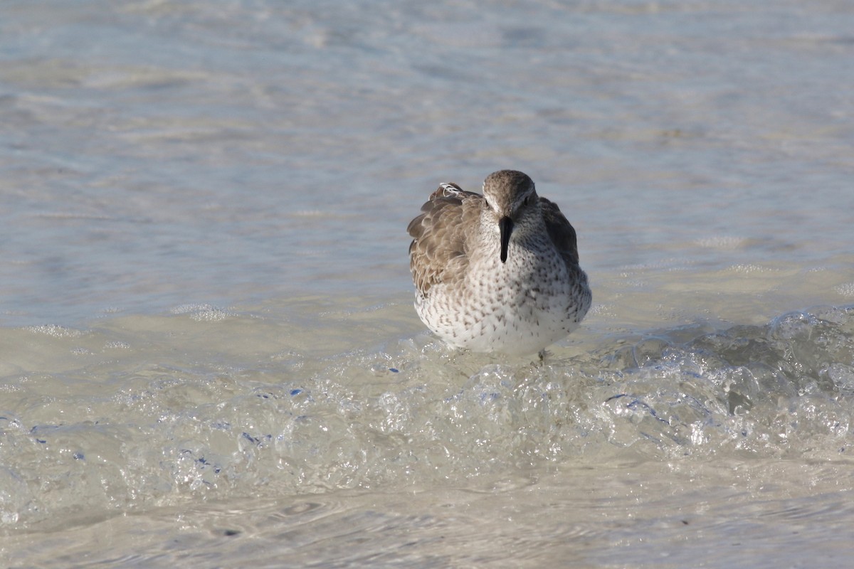 Побережник ісландський - ML644719366