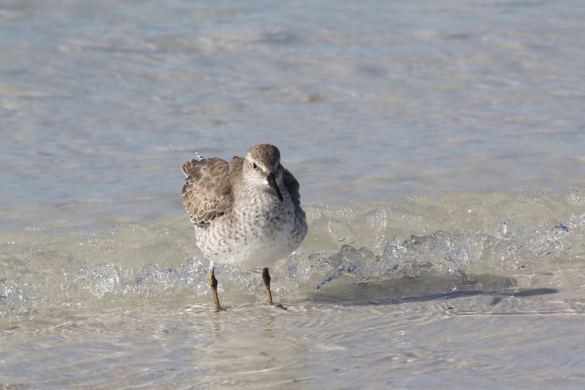 Побережник ісландський - ML644719367