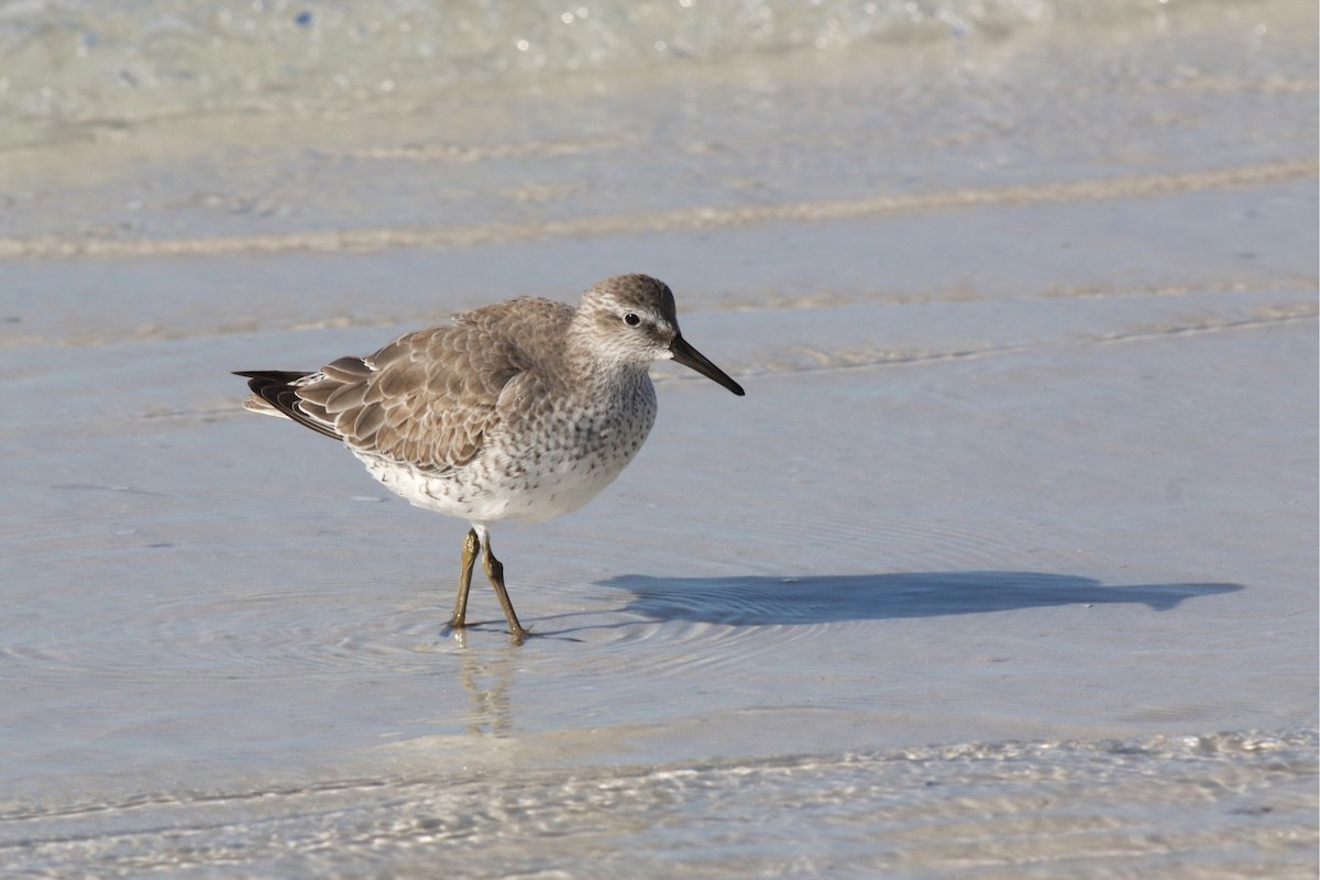 Побережник ісландський - ML644719368