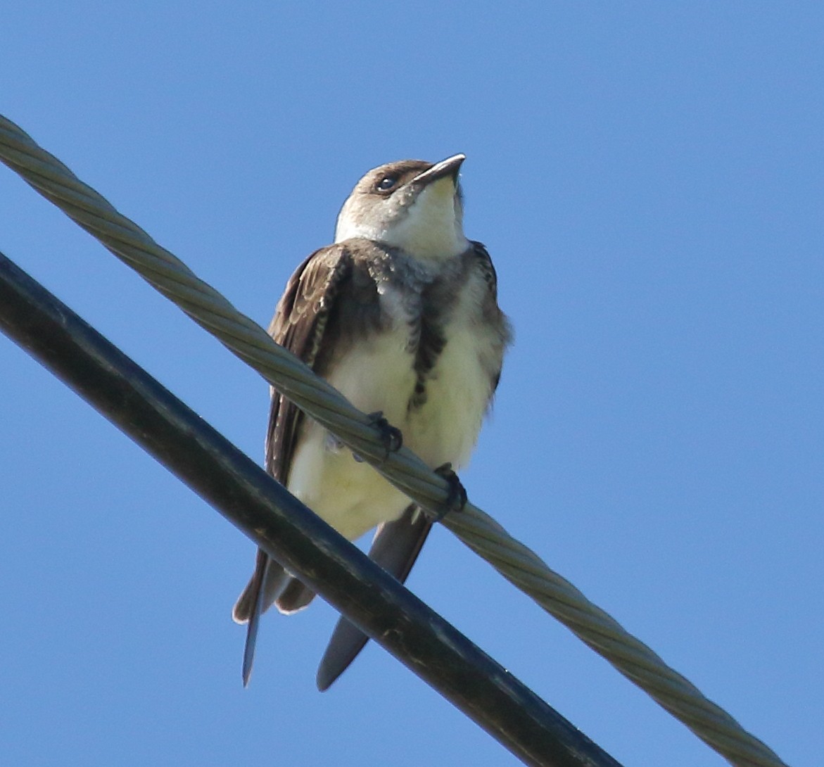 Brown-chested Martin - ML644719370