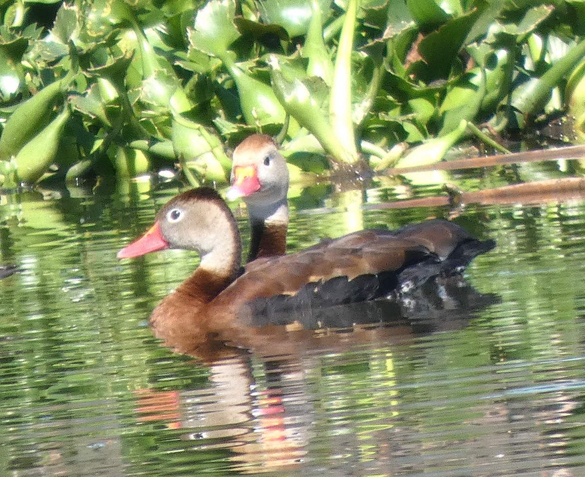 Black-bellied Whistling-Duck - ML644719372
