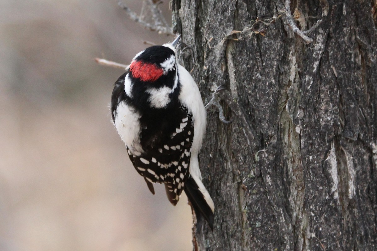 strakapoud osikový - ML644719373