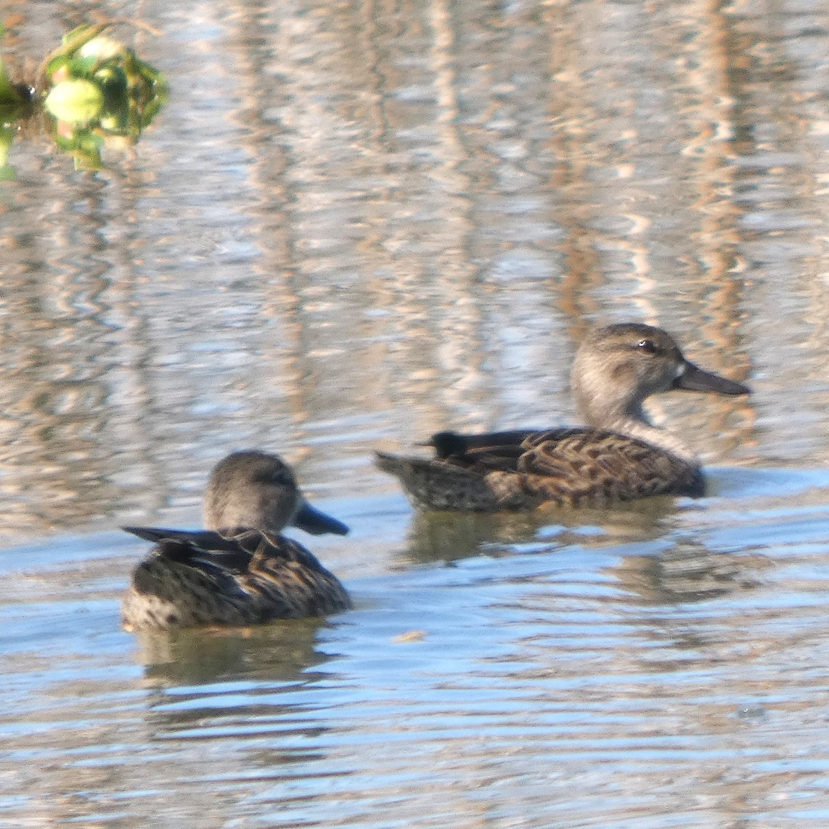 Blue-winged Teal - ML644719383
