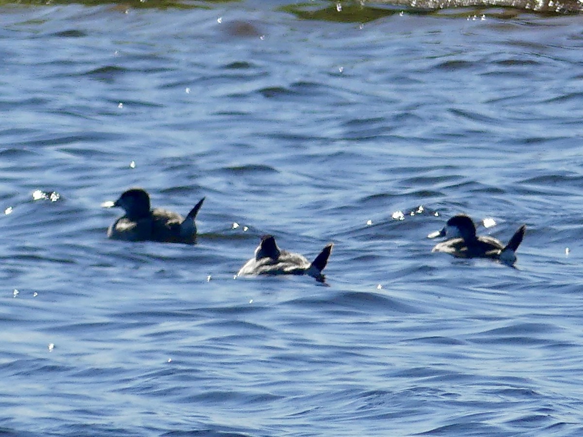 Schwarzkopf-Ruderente - ML644719391