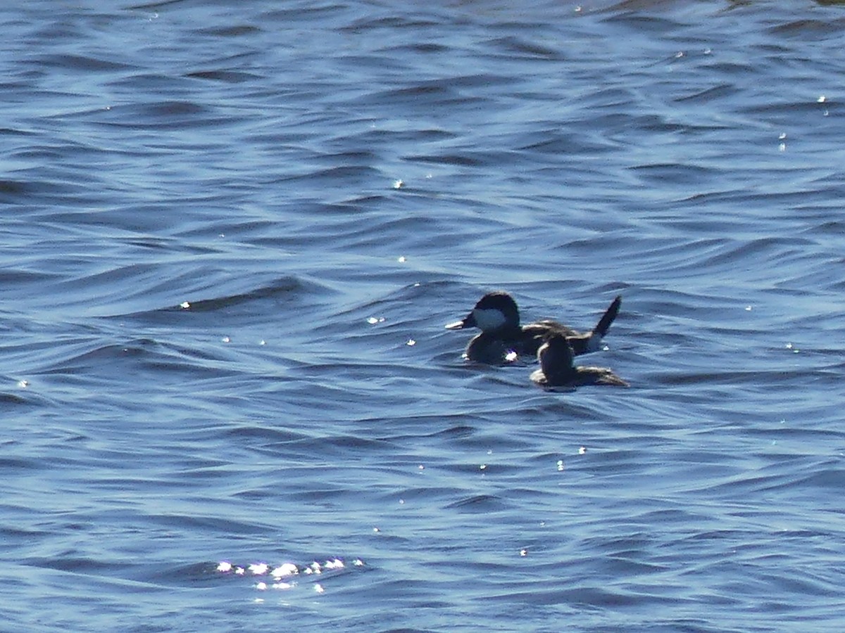 Schwarzkopf-Ruderente - ML644719393