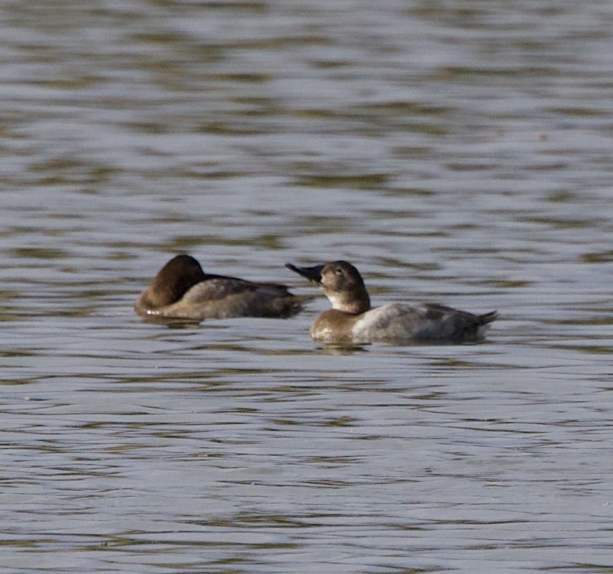 Murgilari bizkarzuria - ML644719394