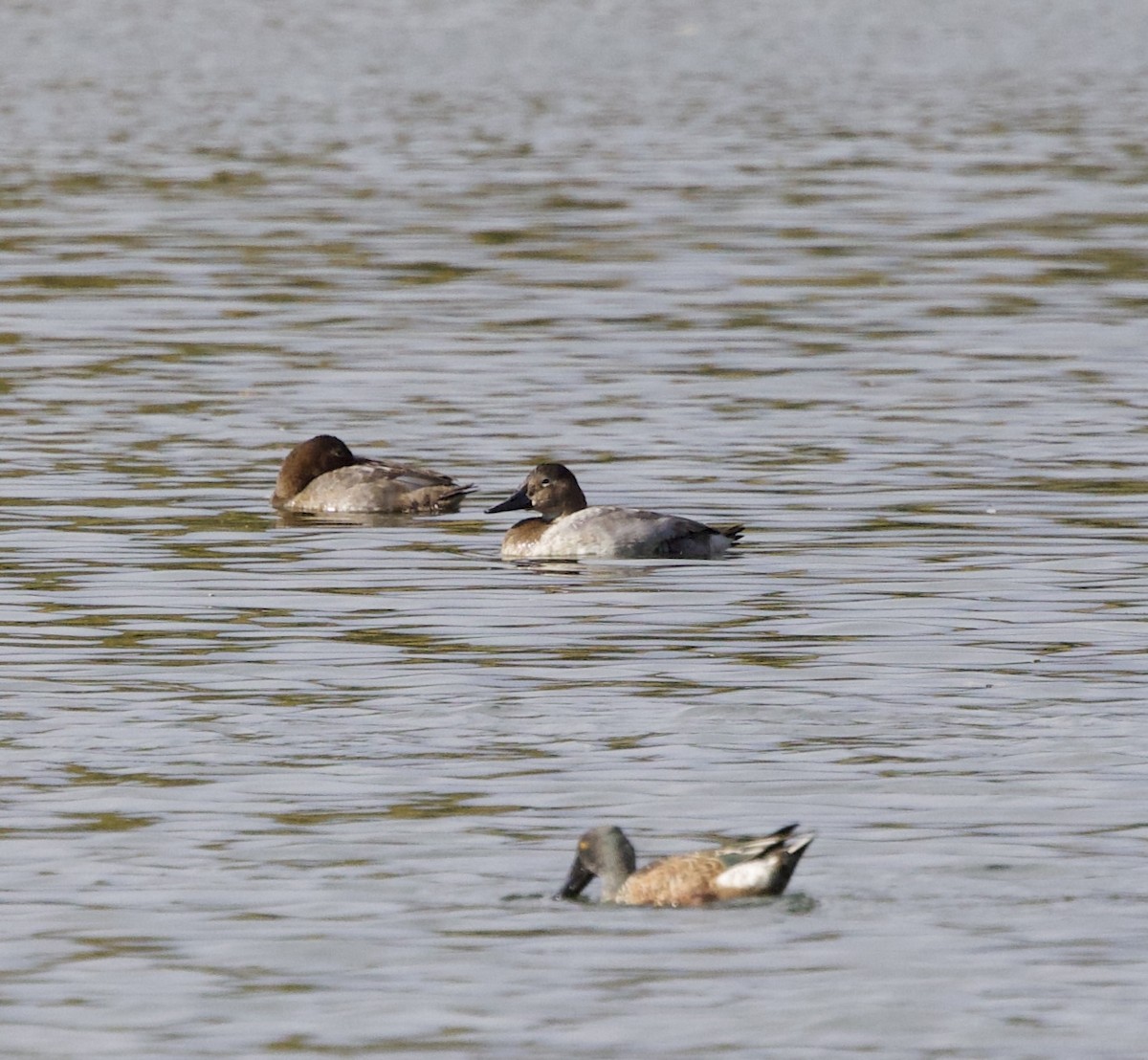 Murgilari bizkarzuria - ML644719395