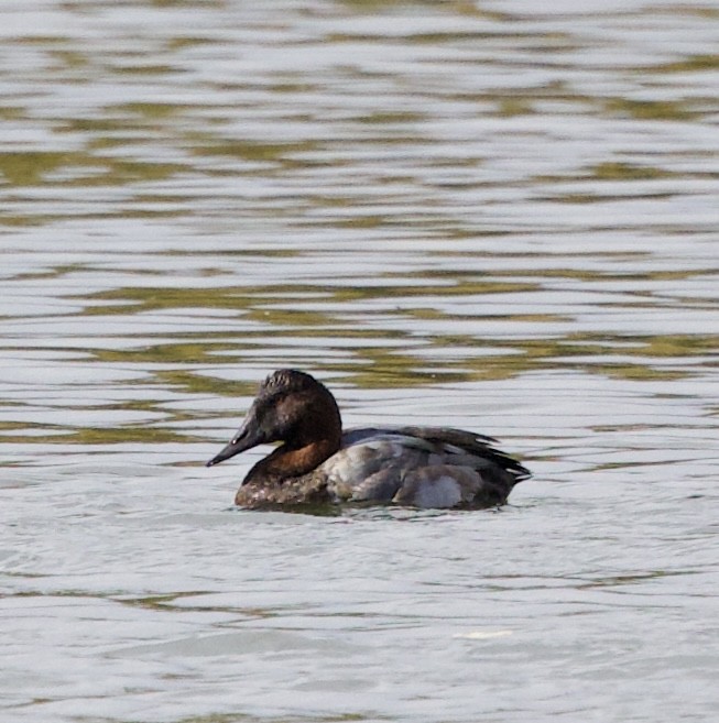 Murgilari bizkarzuria - ML644719396