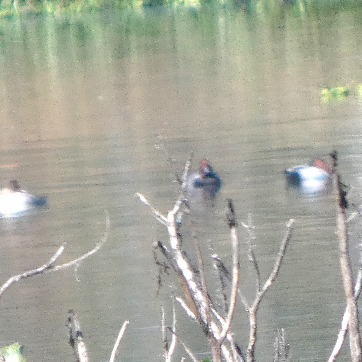 帆背潛鴨 - ML644719400