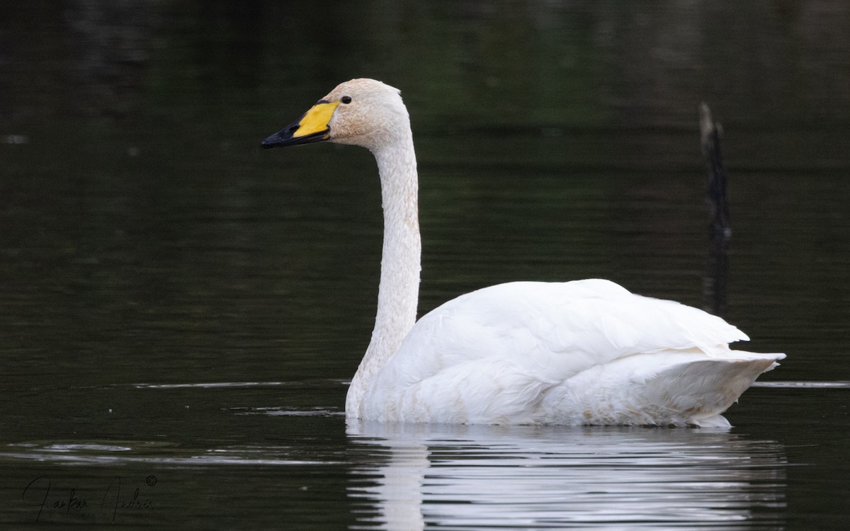 Whooper Swan - ML644719406