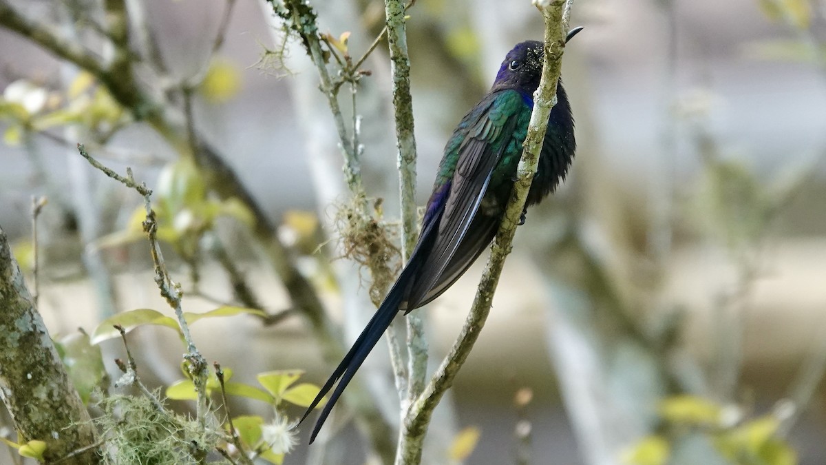 Вилохвостый саблекрыл - ML644719413