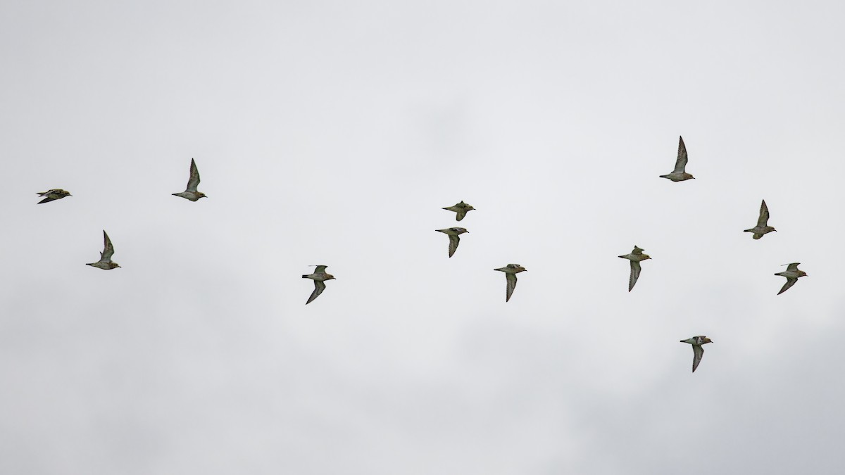 European Golden-Plover - ML644719415