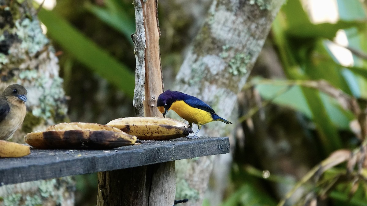 Фиолетовая эуфония - ML644719422