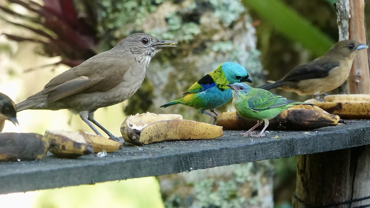 Pale-breasted Thrush - ML644719424
