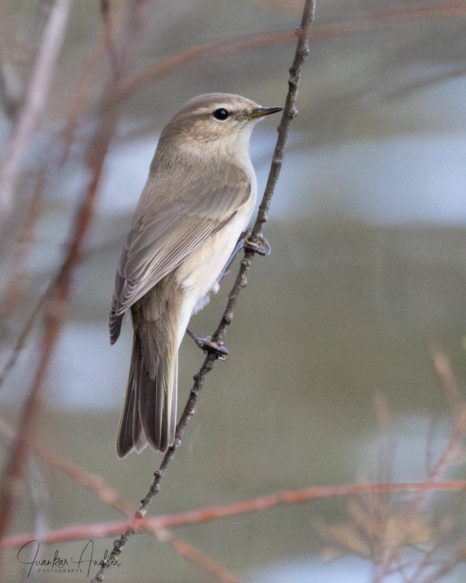 Pouillot véloce (tristis) - ML644719426