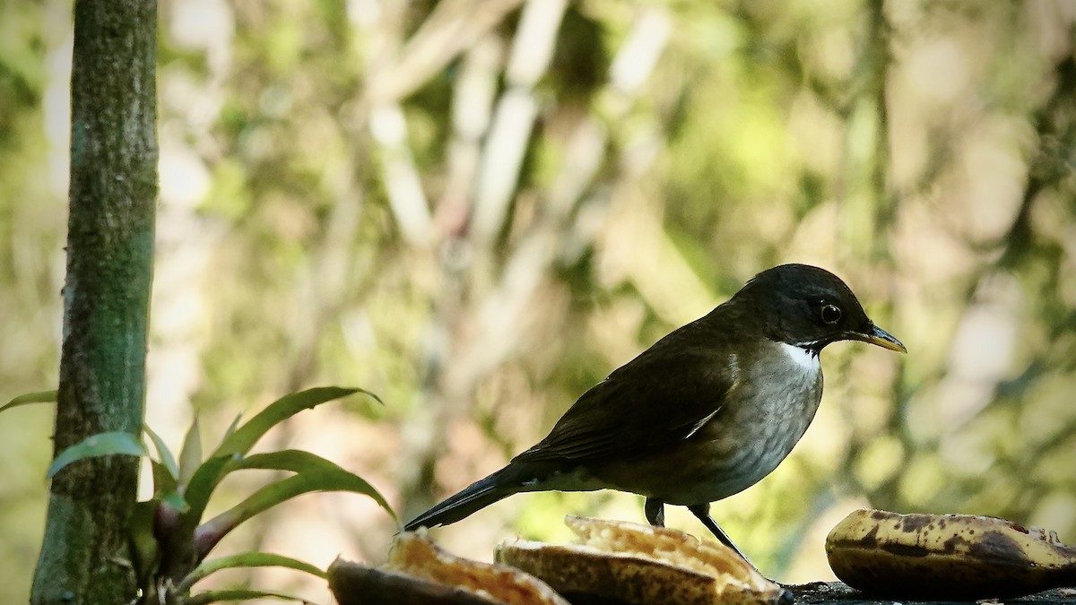Белошейный дрозд - ML644719431