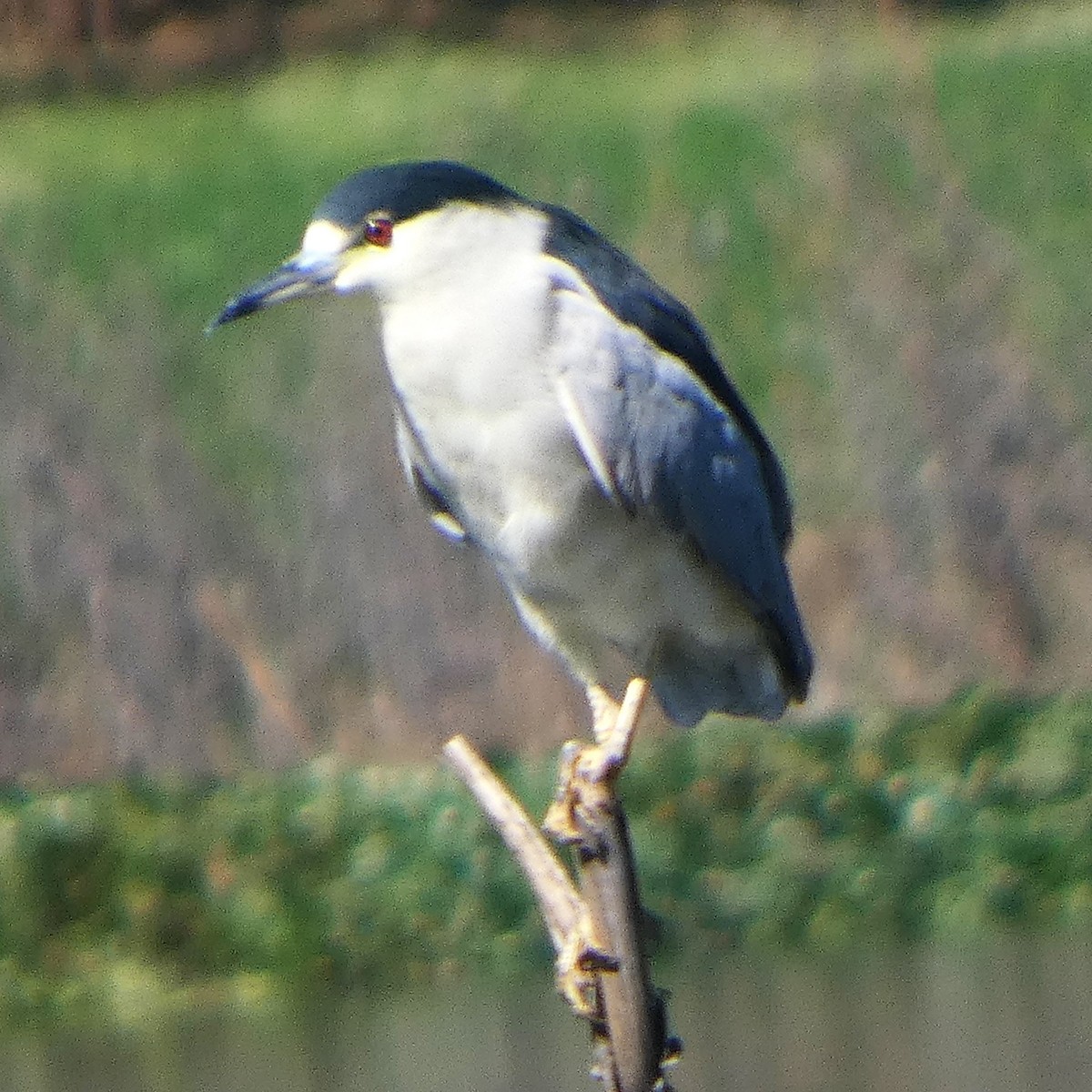 夜鷺 - ML644719432