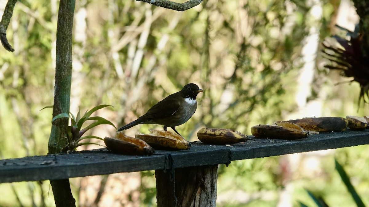 Белошейный дрозд - ML644719434