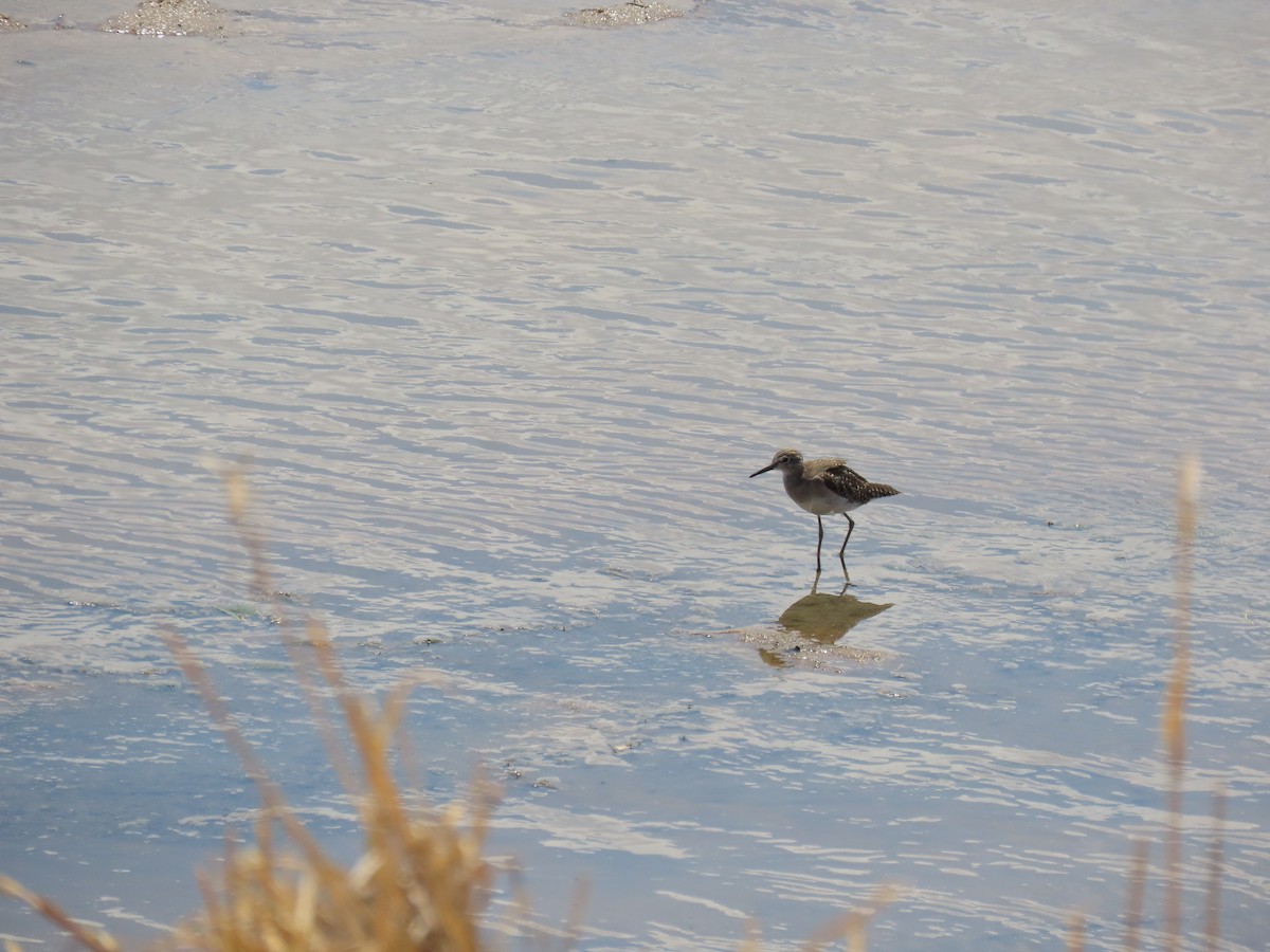 タカブシギ - ML644719437