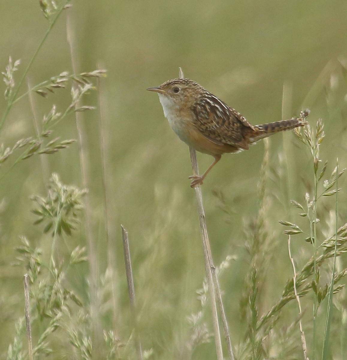 Grass Wren - ML644719443