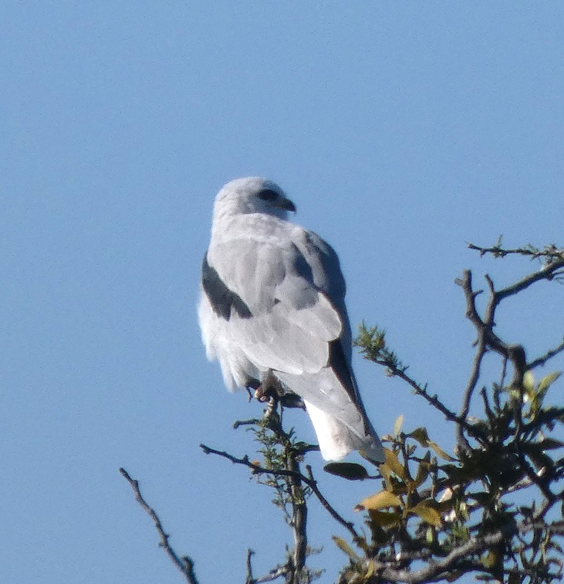 White-tailed Kite - ML644719450