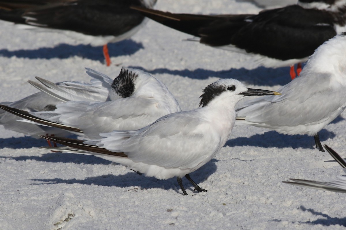 Sandwich Tern - ML644719451