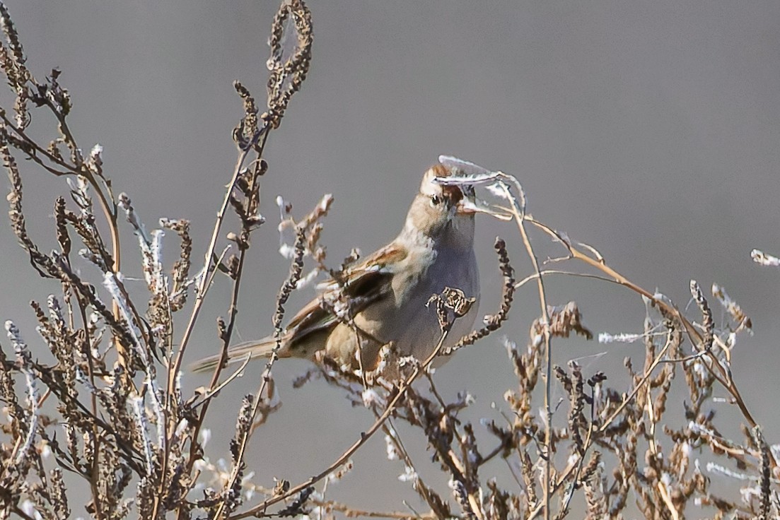 White-crowned Sparrow - ML644719452