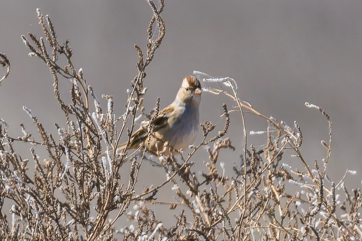 White-crowned Sparrow - ML644719461
