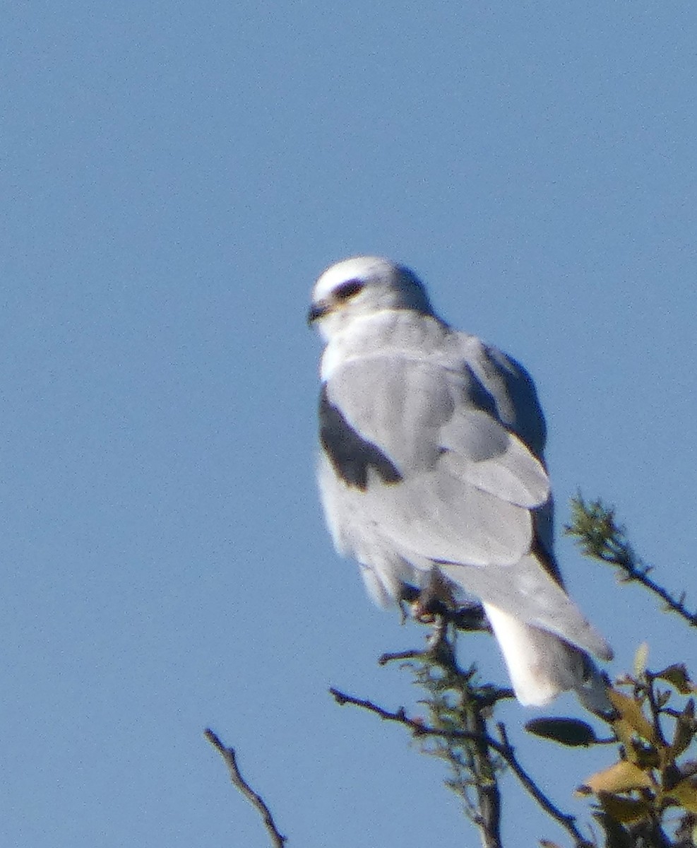 White-tailed Kite - ML644719462