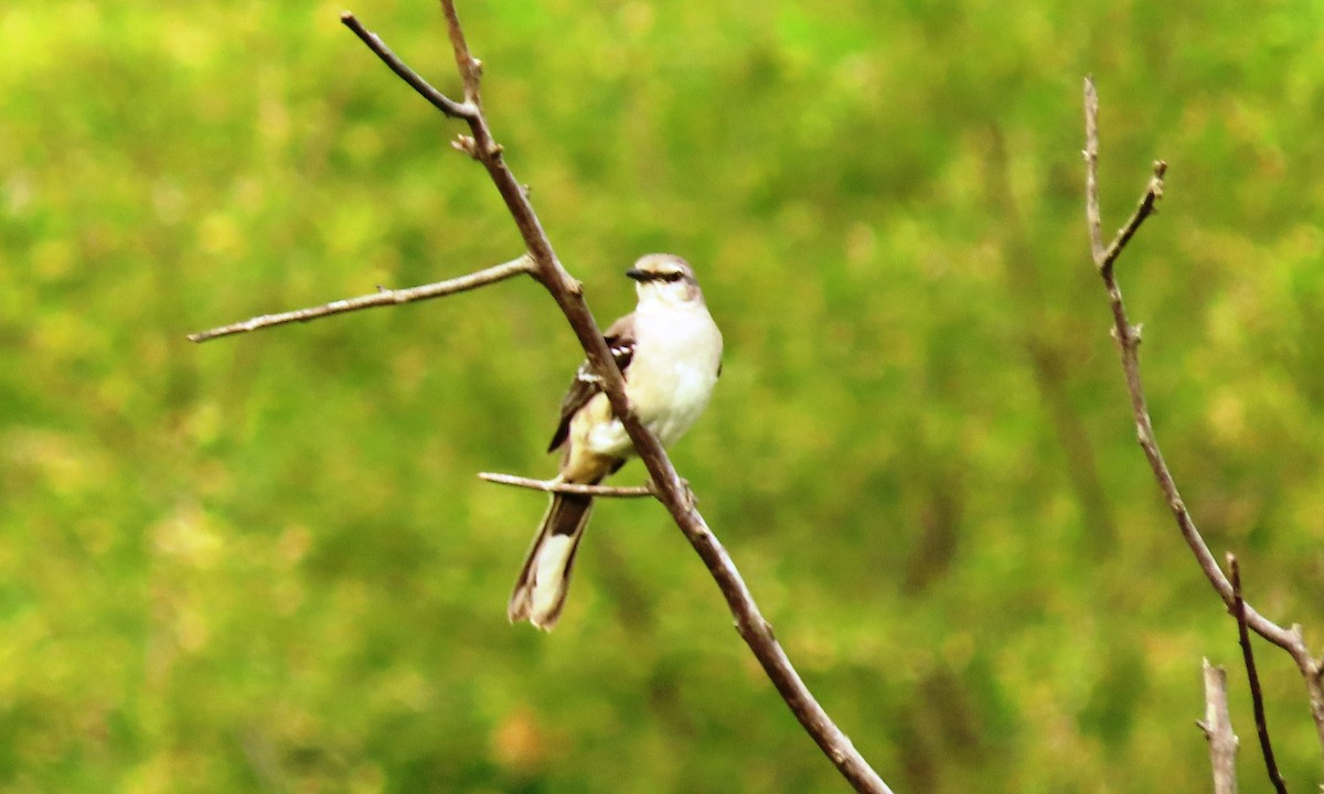 Tropikal Taklitçi - ML644719475