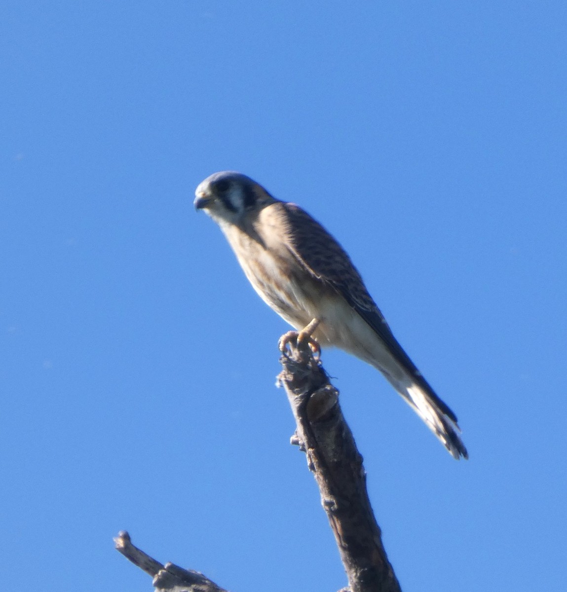 American Kestrel - ML644719477
