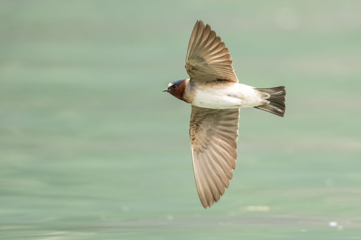 Golondrina Risquera - ML644719485