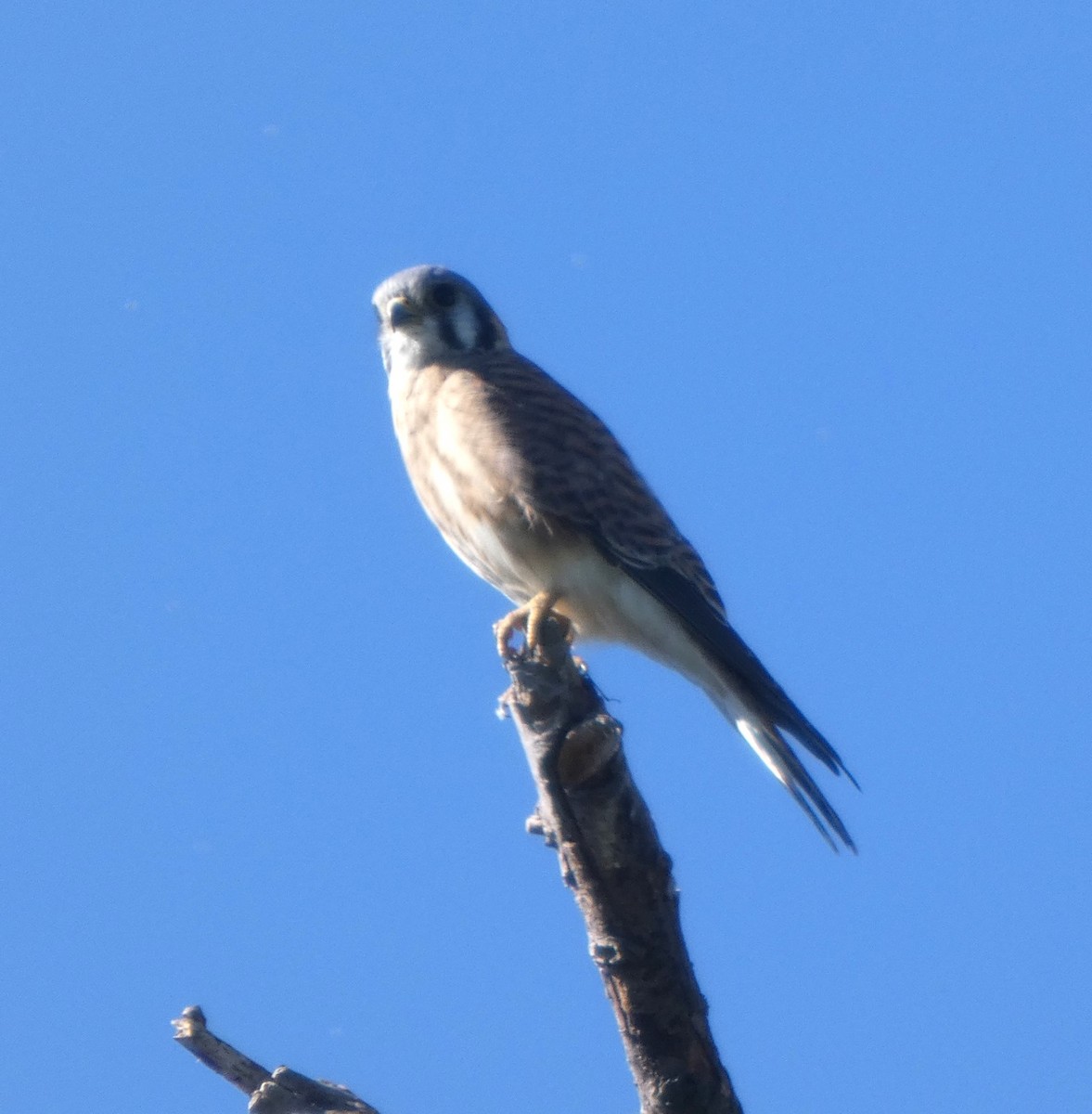 American Kestrel - ML644719487