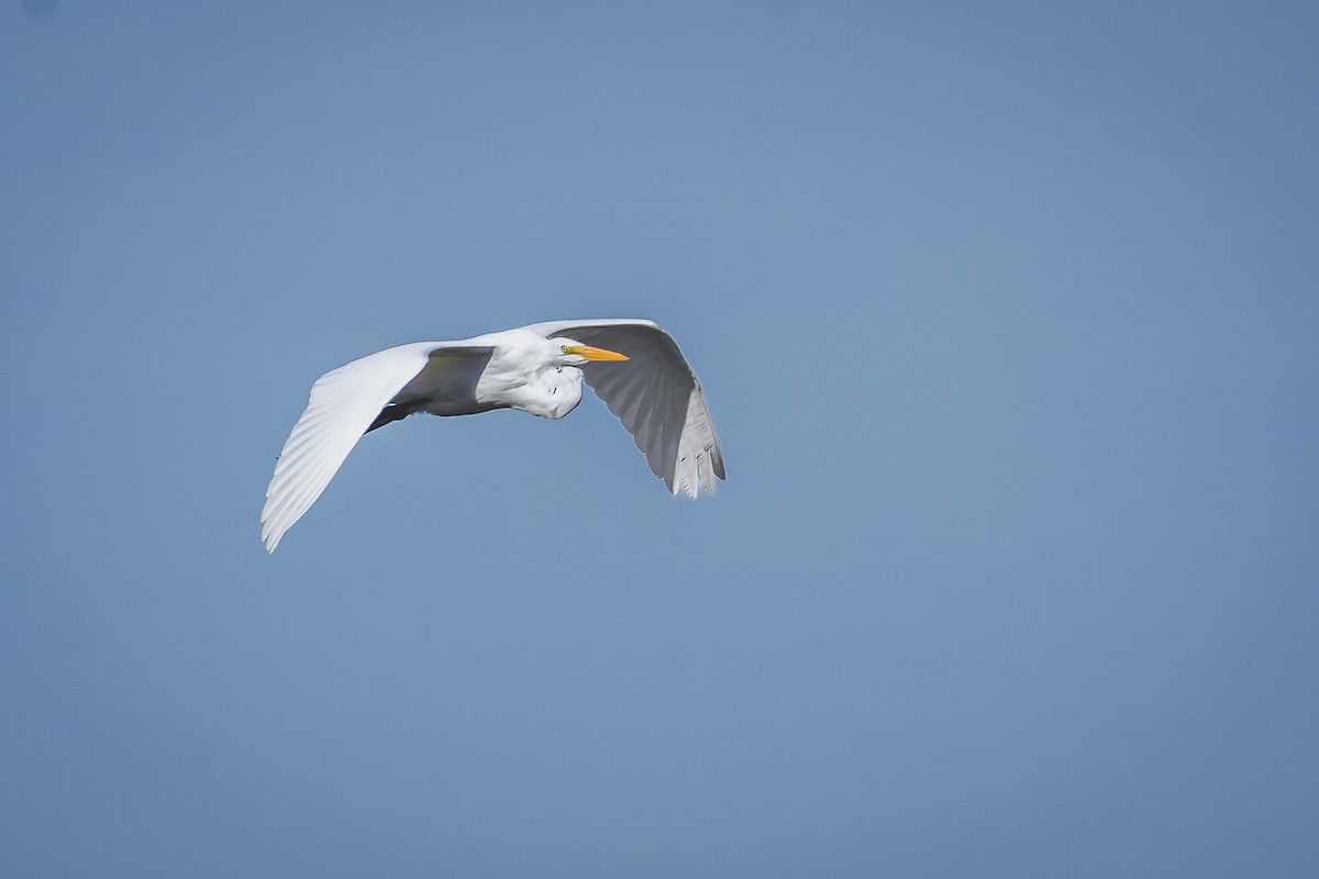 Great Egret - ML644719506